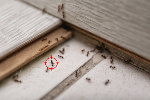 Best Pest Removal Services  in Stanaford, WV