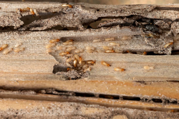 Best Cockroach Control Services  in Stanaford, WV