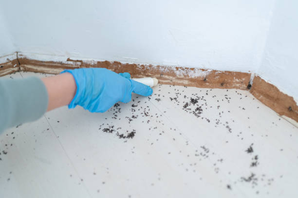 Best Residential Pest Control  in Stanaford, WV